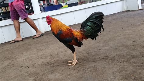 perfection roundhead|A perfection Roundhead from mt.banahaw gamefarm.